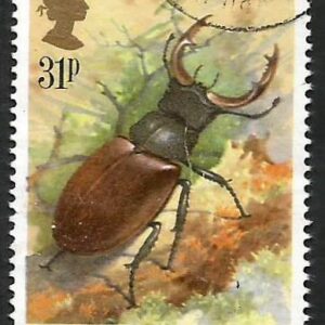 Reino Unido - Stag Beetle
