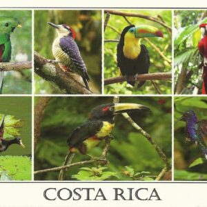 Aves de Costa Rica