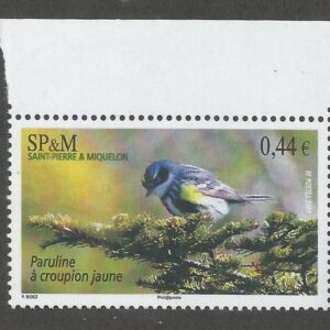 Reinita rabadilla amarilla (Setophaga coronata)