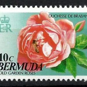 Bermuda - Rosa Duquesa de Brabante