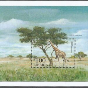 Giraffe (Giraffa camelopardalis) eating from a Acacia tree