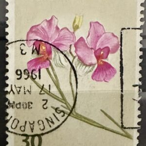 Singapore - Orquídea Miss Joaquim