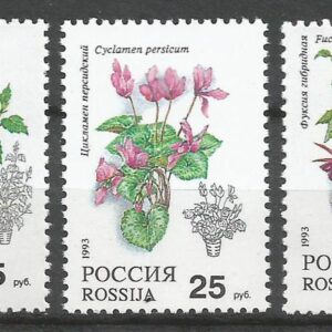 Rusia - Plantas de macetas