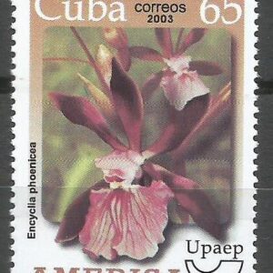 Cuba - Encyclia phoenicea