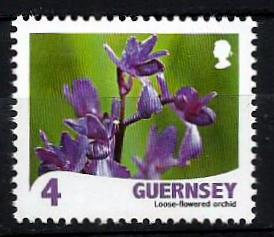 Guernsey - Orquídea de flores laxas (2009)
