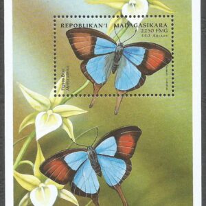 Madagascar - Mariposa de la Higuera