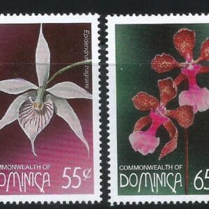 Dominica - Orquídeas