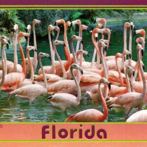 Beautiful flamingoes in Florida