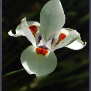 Cuba - Día de la Madre