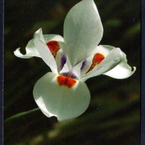 Cuba - Día de la Madre