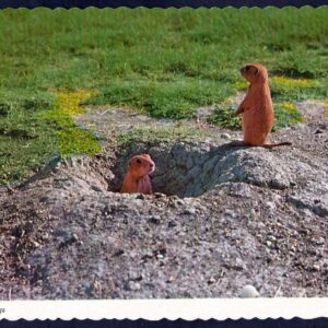 Prairie Dogs